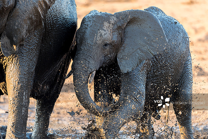 非洲荒野中的大象图片素材