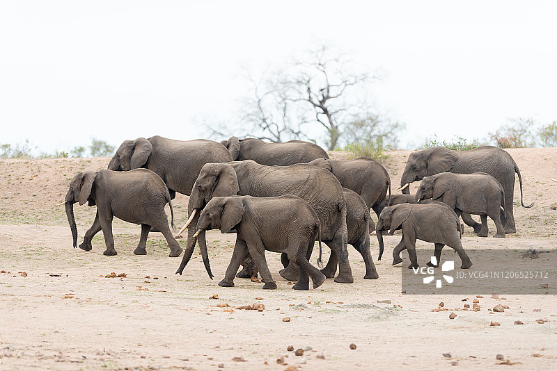 非洲荒野中的象群图片素材