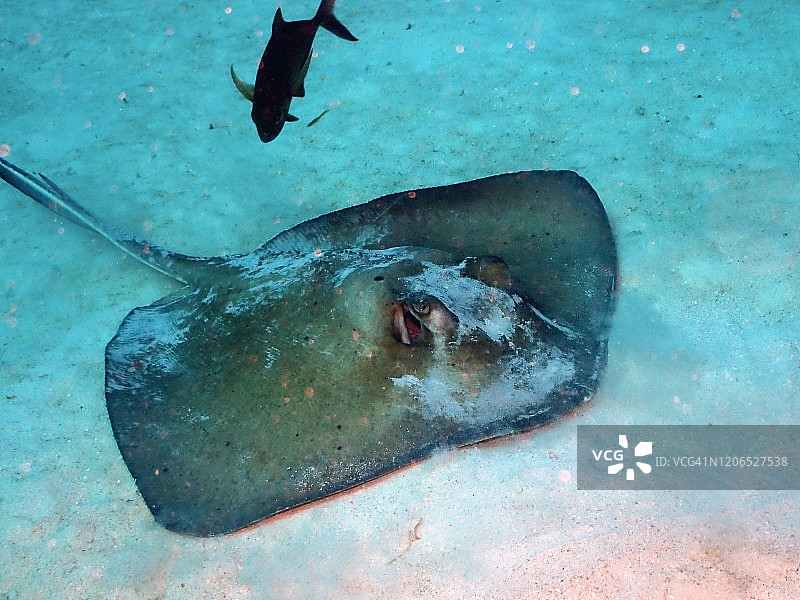加勒比海大开曼岛黄貂鱼图片素材