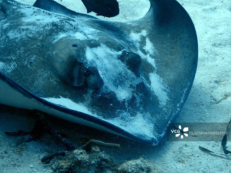 加勒比海大开曼岛黄貂鱼图片素材