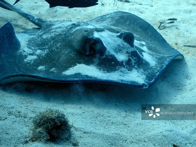 加勒比海大开曼岛黄貂鱼图片素材