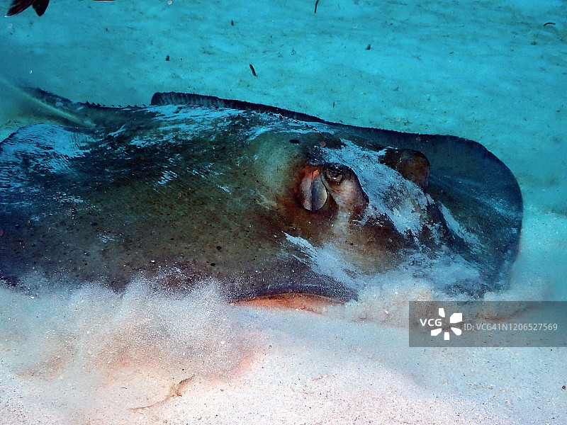 加勒比海大开曼岛黄貂鱼图片素材