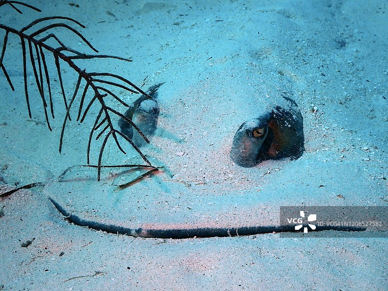 加勒比海大开曼岛黄貂鱼图片素材