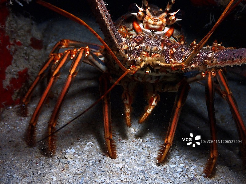 加勒比海多刺龙虾，位于大开曼岛西湾Macabuca附近图片素材