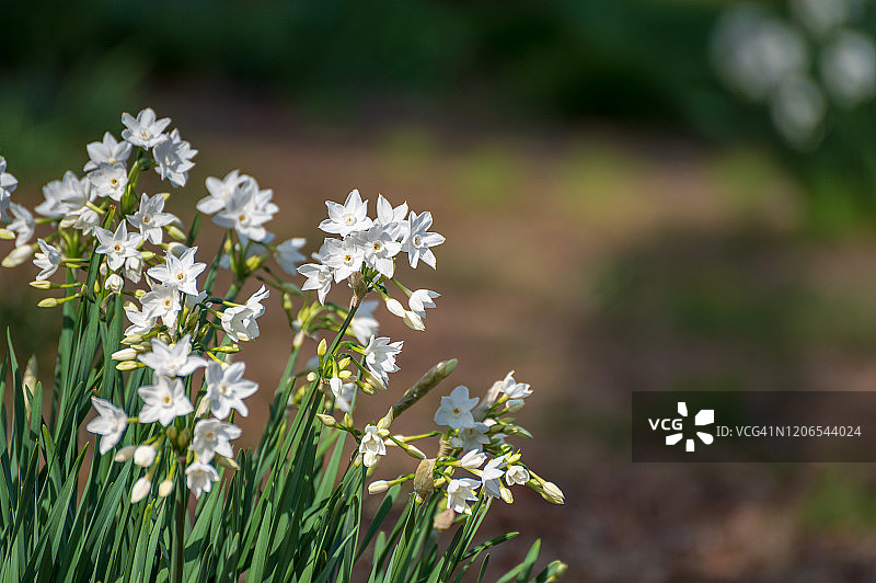那喀索斯图片素材