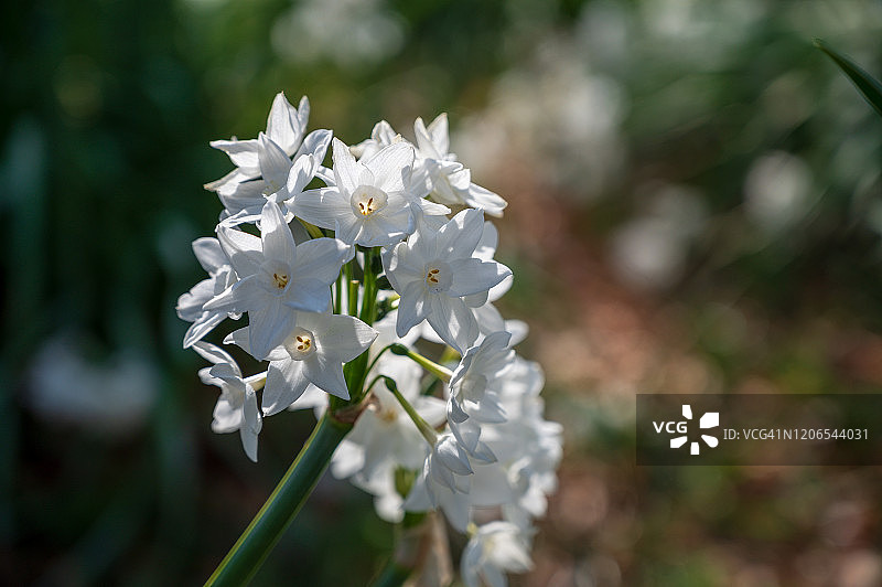 那喀索斯图片素材