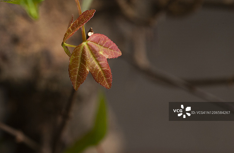 白色背景下的绿色日本枫树叶微距特写图片素材