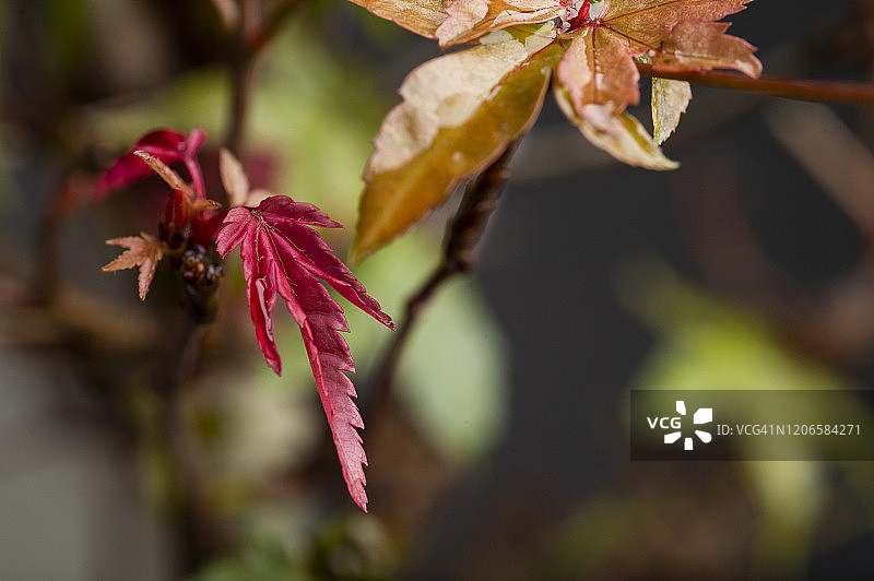 红叶日本枫（Acer Deshojo）的微距摄影，深色背景图片素材