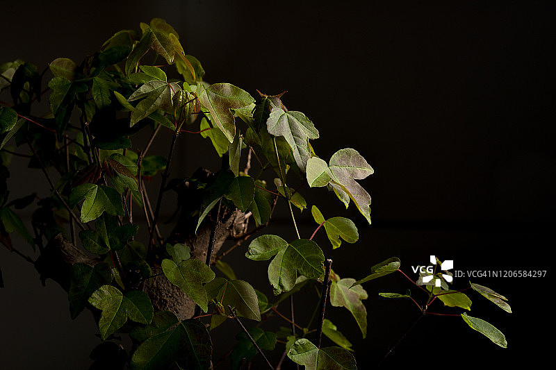 白色背景下的绿色日本枫树叶微距特写图片素材