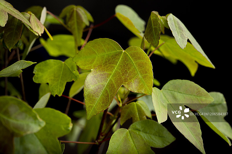 白色背景下的绿色日本枫树叶微距特写图片素材