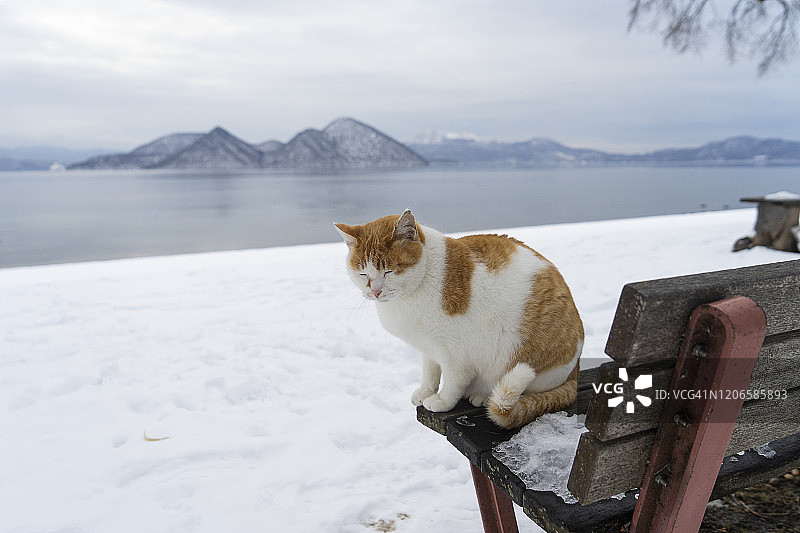 冬季日本北海道洞爷湖长椅上的可爱猫咪图片素材