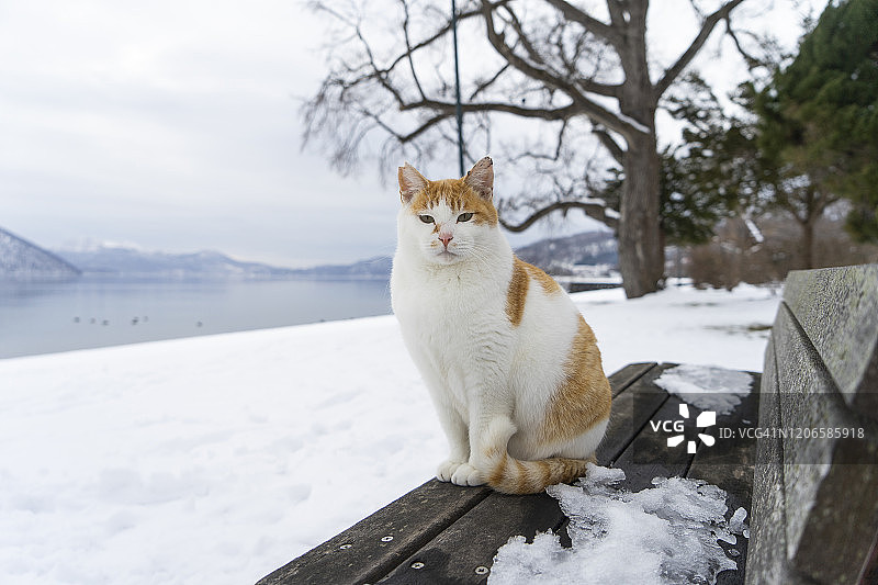 冬季日本北海道洞爷湖长椅上的可爱猫咪图片素材