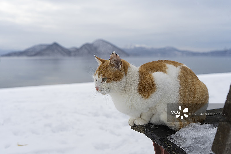 冬季日本北海道洞爷湖长椅上的可爱猫咪图片素材