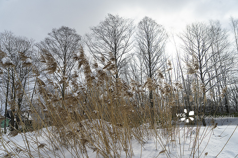 雪花覆盖下的草花，阳光下的日本北海道二世古图片素材