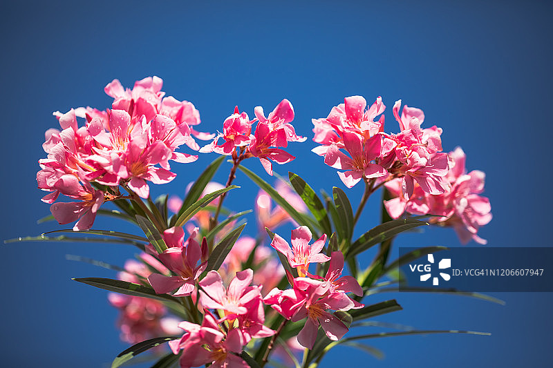 夹竹桃花图片素材