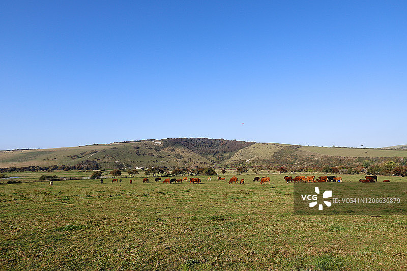卡克米尔山谷的奶牛图片素材