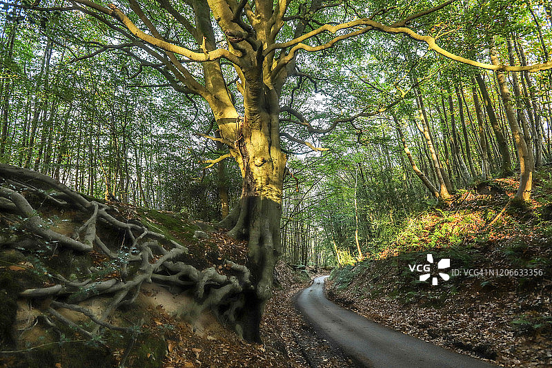 林地中的乡村公路图片素材