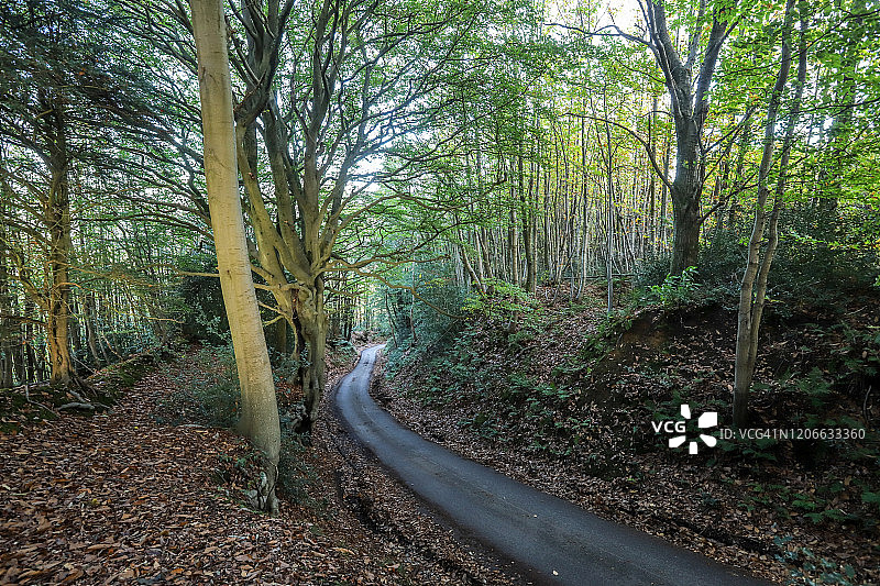 林地中的乡村公路图片素材