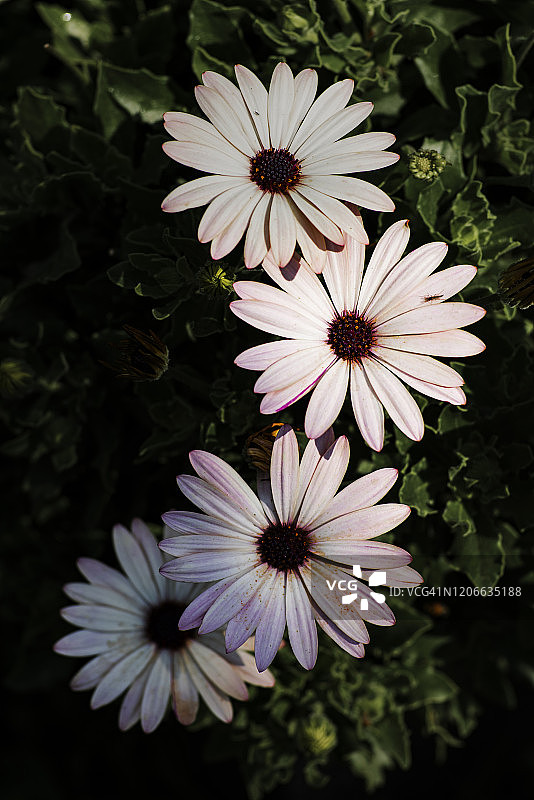 阳光下的紫色紫菀图片素材