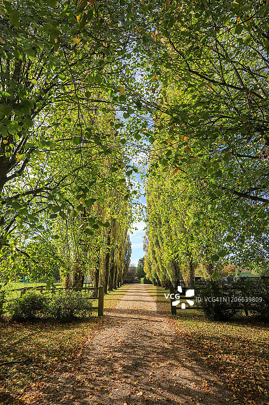 一排伦巴第白杨树图片素材