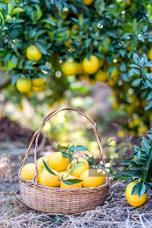 果园里成熟的橘子图片素材