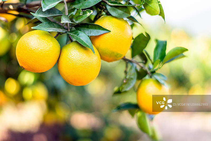 果园里成熟的橘子图片素材