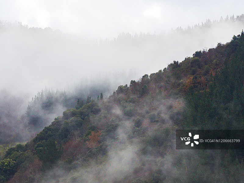 低云中森林覆盖的山坡，常绿针叶树笼罩在薄雾中，风景优美图片素材