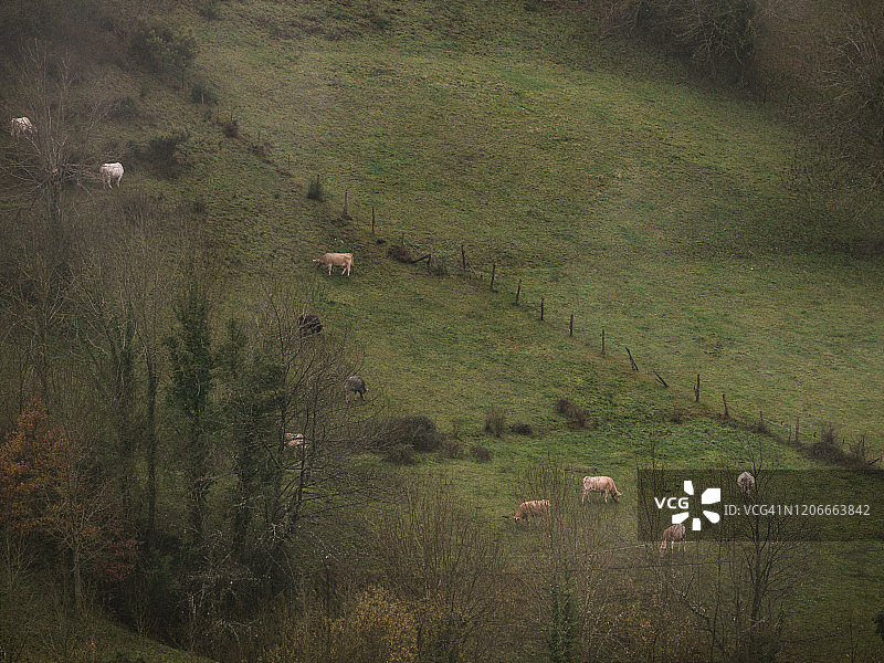 帕斯山谷山坡平原上自由放养的牛群图片素材