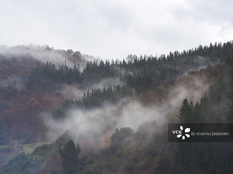 低云中森林覆盖的山坡，常绿针叶树笼罩在薄雾中，风景优美图片素材