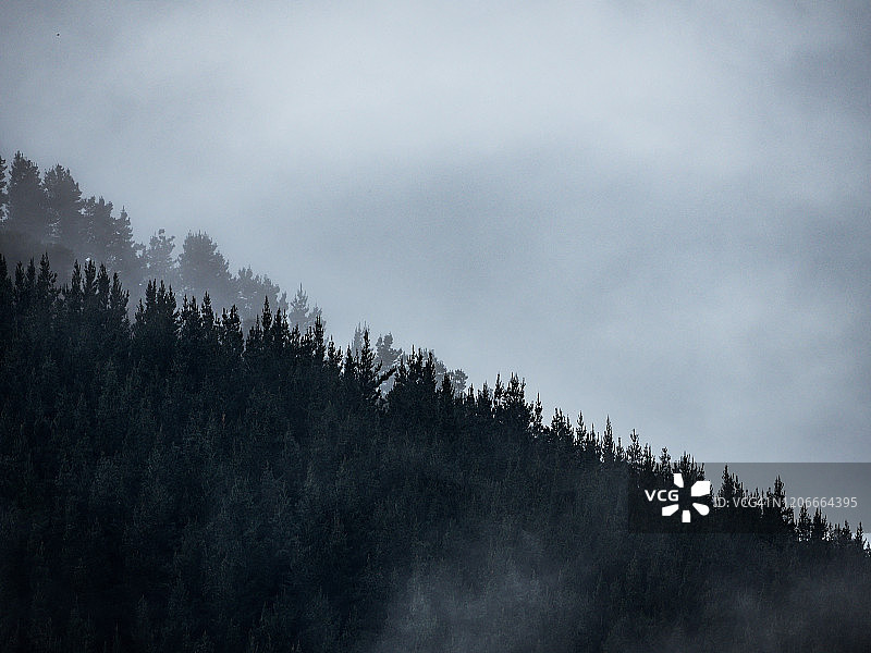 低云中森林覆盖的山坡，常绿针叶树笼罩在薄雾中，风景优美图片素材