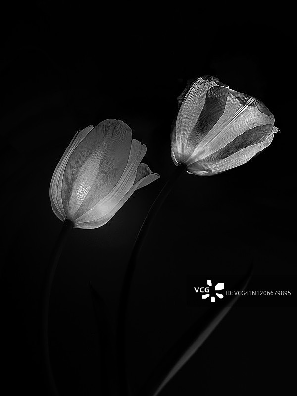 郁金香的X光片图片素材