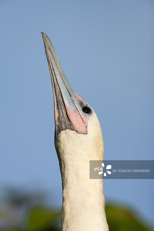 红脚鲣鸟（白色阶段），伯利兹半月岛礁奥杜邦保护区图片素材