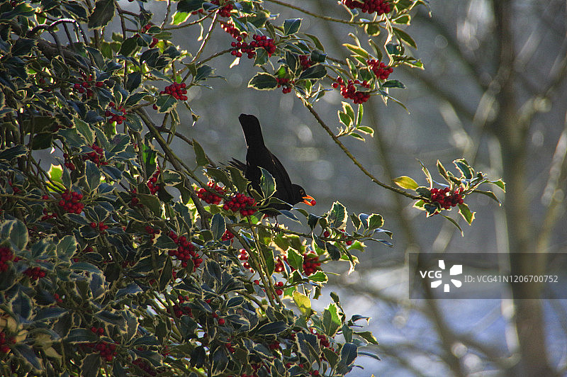 冬青树上的乌鸫图片素材