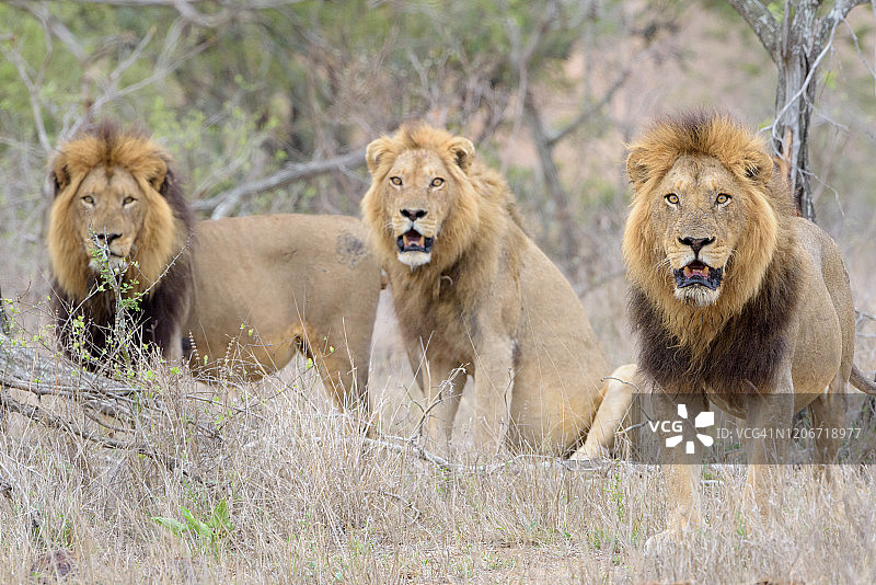 非洲荒野中的雄狮联盟图片素材