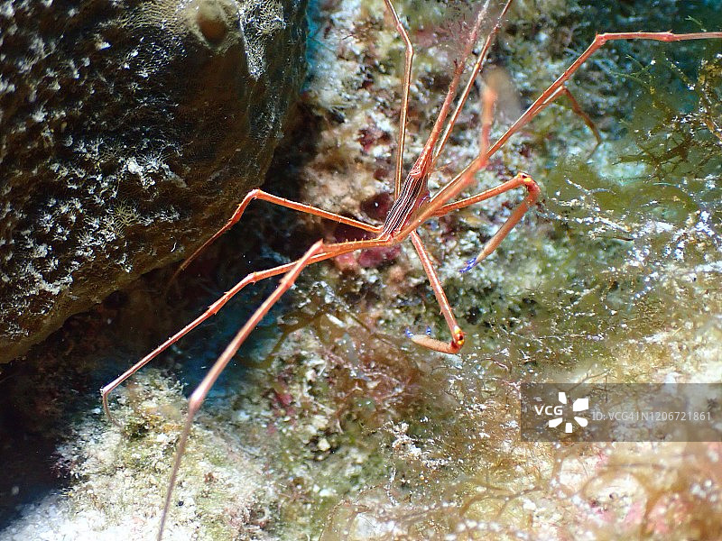 黄线箭蟹图片素材