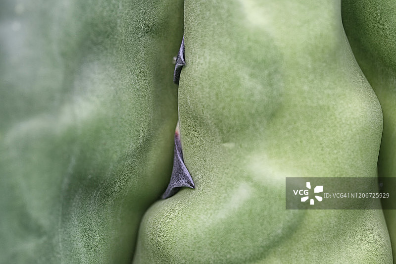 仙人掌图片素材