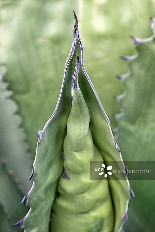 仙人掌图片素材