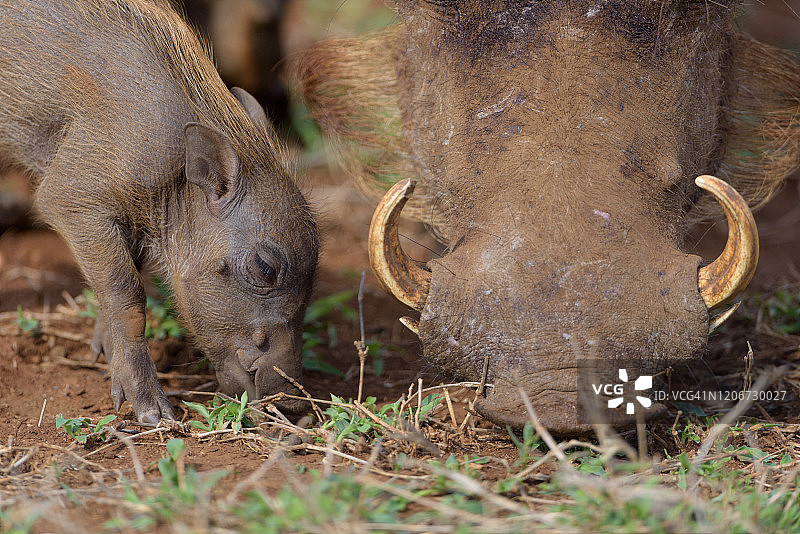 非洲荒野中的疣猪图片素材