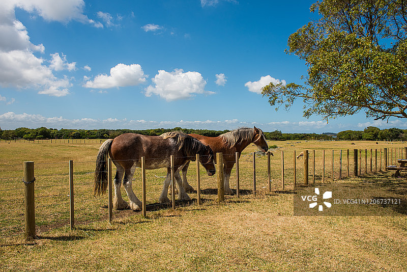 新西兰农场风景中的马图片素材