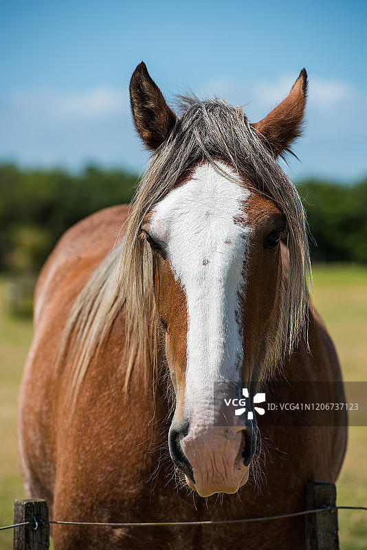 新西兰农场风景中的马图片素材