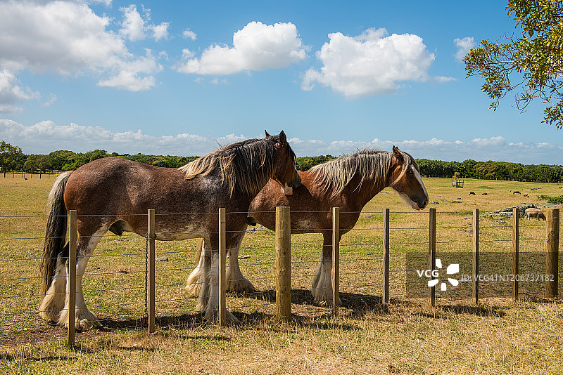 新西兰农场风景中的马图片素材