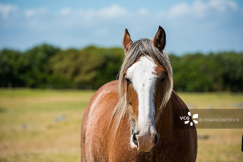 新西兰农场风景中的马图片素材