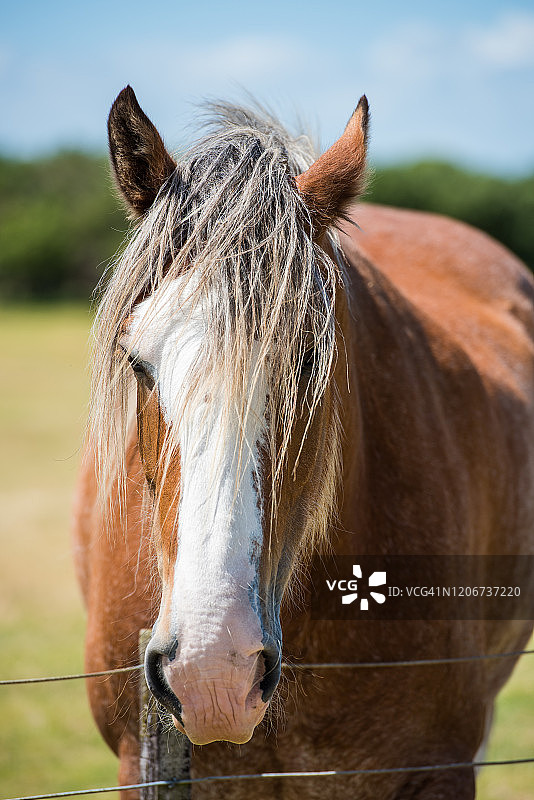 新西兰农场风景中的马图片素材