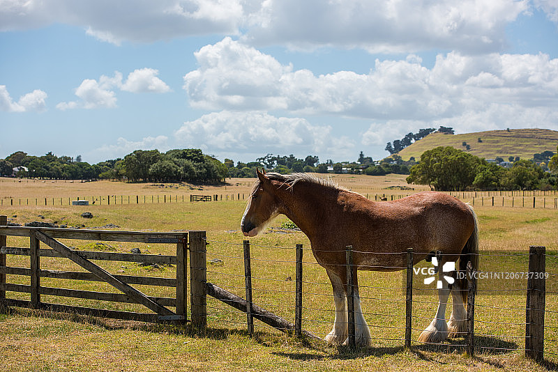 新西兰农场风景中的马图片素材