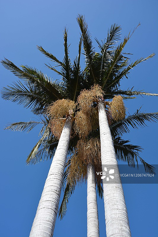 三棵加州棕榈树图片素材