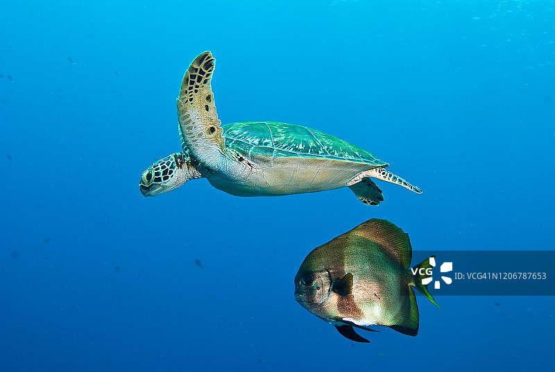 绿海龟和蝙蝠鱼，帕劳图片素材