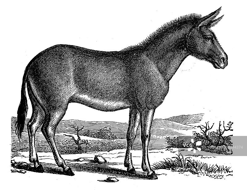 老式动物插画：亚洲野驴图片素材