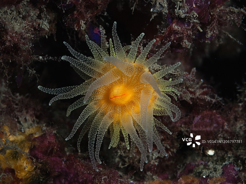 橙色珊瑚虫图片素材