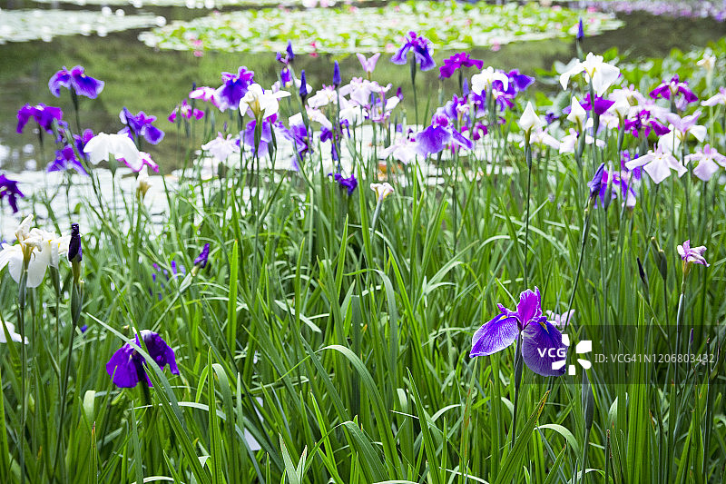 鸢尾花图片素材