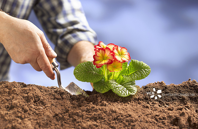 男人种植报春花图片素材